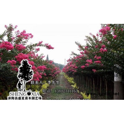 直销 绿化苗木紫薇苗 红花紫薇树苗百日红树苗 绿化苗木紫薇树图2