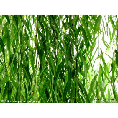 供应蚌埠金牛湾垂柳（小）绿化苗木