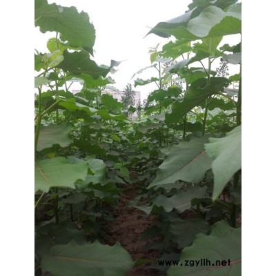 供应竹青杨出售苗木、绿化苗木