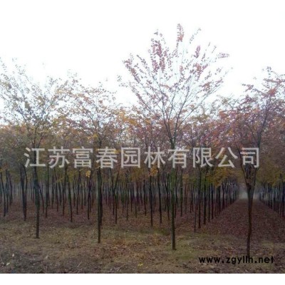 **榉树小苗 工程绿化苗木榉树，别称血榉、金丝榔、沙榔树，规格全价格低品种优，江苏富春园林苗圃基地现货直销，欢迎采购批发