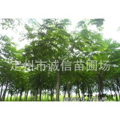 园林绿化苗木大乔木栾树 国槐 千头椿 金叶白蜡 金叶复叶槭 园林植物
