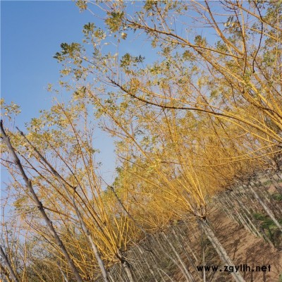 苗木基地 黄金槐小苗 山东黄金槐 黄金槐 园林绿化苗木种植