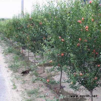 苗圃直销绿化苗木-果石榴，规格全价格低 品种正，江苏沭阳富春园林大量供应正宗果石榴树苗，基地现货直销，欢迎前来采购批发