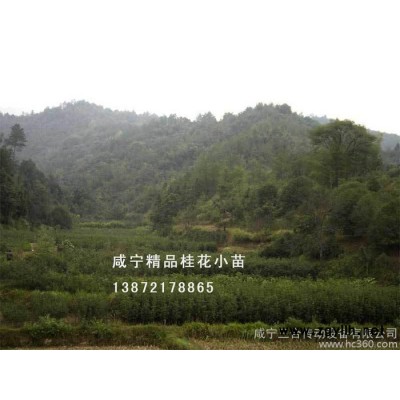 全国包邮 桂花树苗高1-1.5米桂花苗 桂花树 八月金桂绿化苗木批发