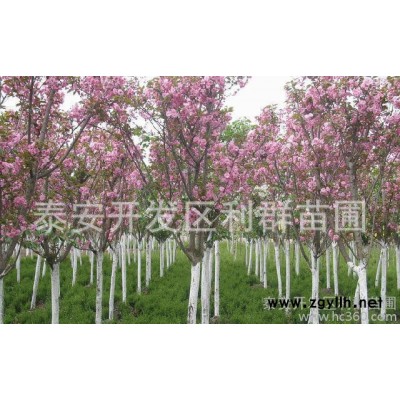 西府海棠10cm 西府海棠绿化苗木 8公分西府海棠 西府海棠