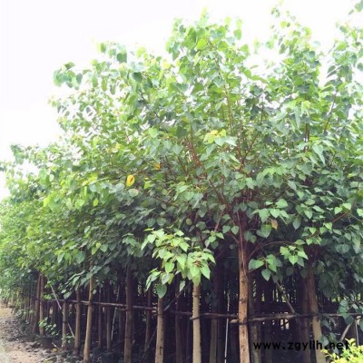 苗农在线供应菩提树园林绿化苗木榕树 价格优惠