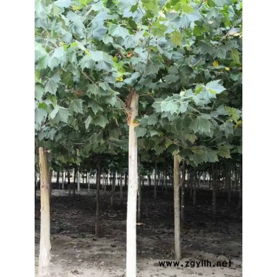 低价供应绿化苗木法国梧桐 大法桐树苗 成活率高交货便捷