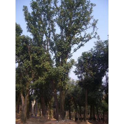 湖北红东园林**湖北柚子树全冠柚子树原生柚子树 其他绿化苗木