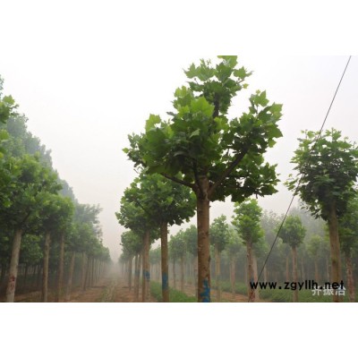 规格 速生法桐  造型法桐   绿化苗木
