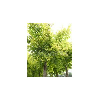 诚信苗圃场各种规格乔木金叶白蜡 金叶复叶槭 山桃山杏 等绿化苗木苗木