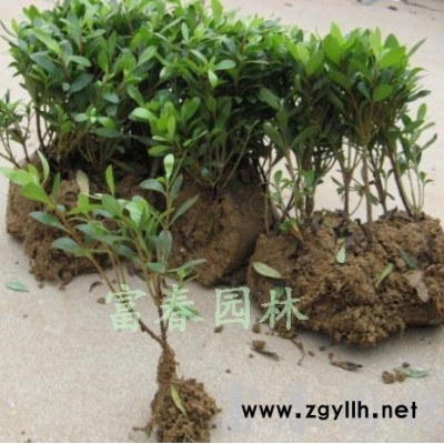 石岩杜鹃，别称钝叶杜鹃，江苏富春园林苗圃大量供应出售绿化苗木-石岩杜鹃工程苗，基地现货 价格的规格全品种优，欢迎采购批发