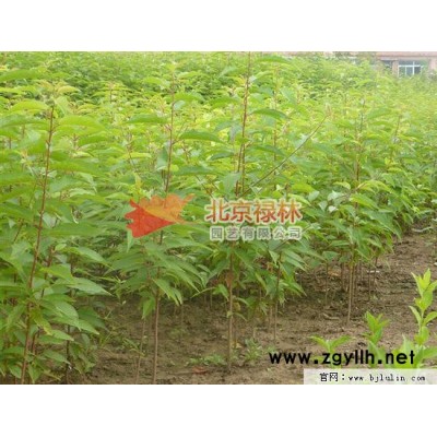 供应北京禄林山桃稠李 山桃稠李种子 斑叶稠李 绿化苗木种子 园林绿化树种