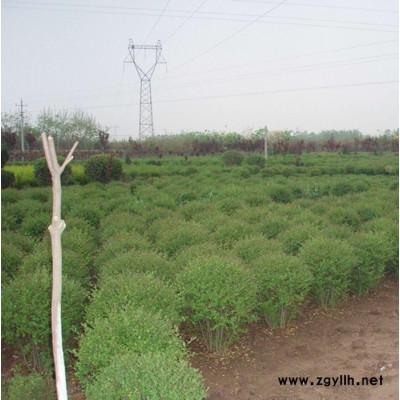 供应沃得齐绿化苗木 球类植物 小叶女贞球 小叶女贞苗 色块苗绿篱苗