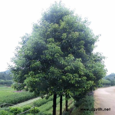苗农在线供应规格齐全香樟树 园林绿化苗木行道树