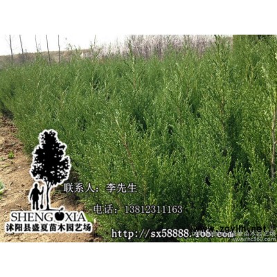 直销宝塔松 绿化苗木批发  刺松 /蜀侩苗  一米高价格松柏