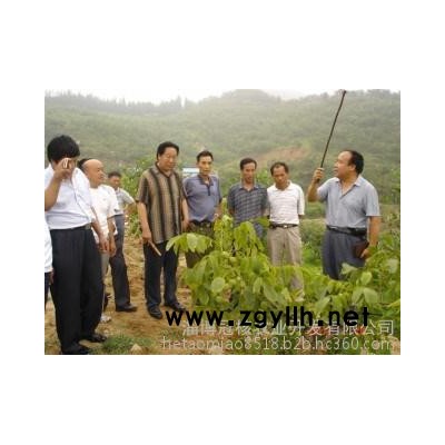 **核桃苗冠核一号    8518核桃苗      绿化苗木