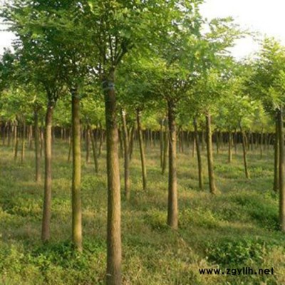 开源  黄金槐 工程绿化苗木槐树苗 大量供应 电话议价