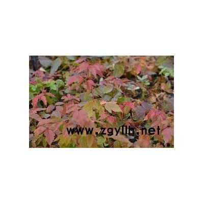 遂平县三枫世家园林有限公司**红叶复叶槭等各种观赏性苗木  绿化苗木 欢迎来采购