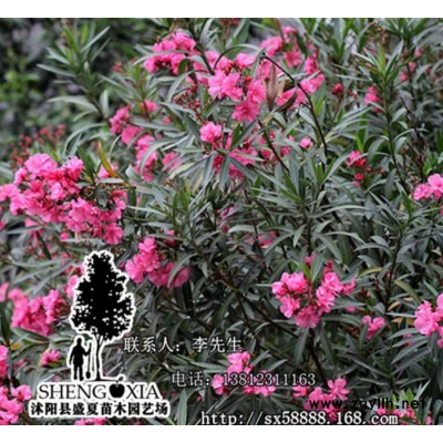 基地直销 夹竹桃苗木 红花夹竹桃树苗   园林绿化苗木