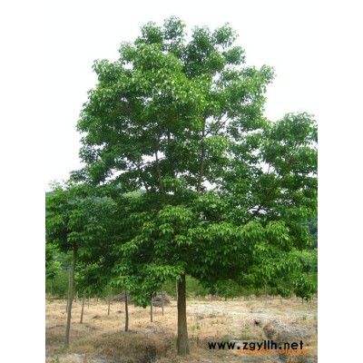 园林 绿化苗木  苗木批发