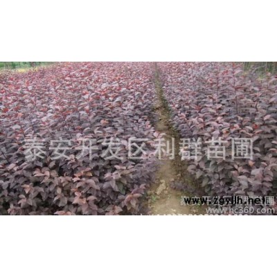 绿化苗木 **紫叶李苗 红叶李苗 规格齐全 价格优惠