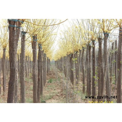 规格大乔木 法桐 造型法桐 白蜡 绿化苗木