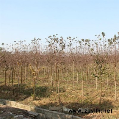 绿化苗木-北美海棠，苗圃长期大量供应出售正宗北美海棠小苗 工程苗，规格全 价格低 ，江苏富春园林基地现货 欢迎采购批发