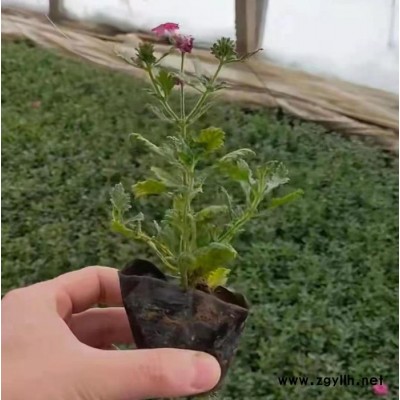 木一花卉 时令草花美女樱 园林绿化苗木场各种花卉批发采购