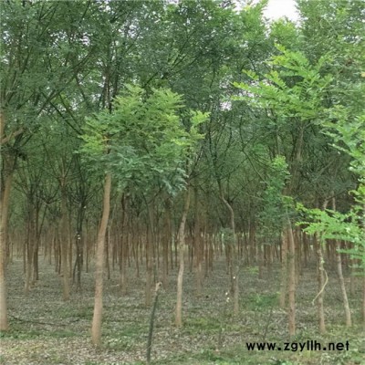 岱宗苗木 绿化苗木批发 国槐树苗工程绿化国槐小苗 规格齐全槐树苗质高产易活