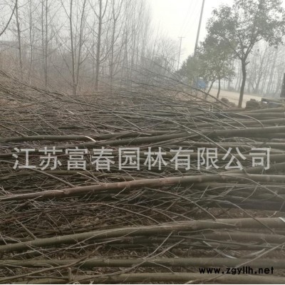 基地直销景观绿化苗木 -**枫杨树，价格低规格全株型饱满长势喜人，苗圃基地现货长期大量供应出售，江苏富春园林欢迎采购批发