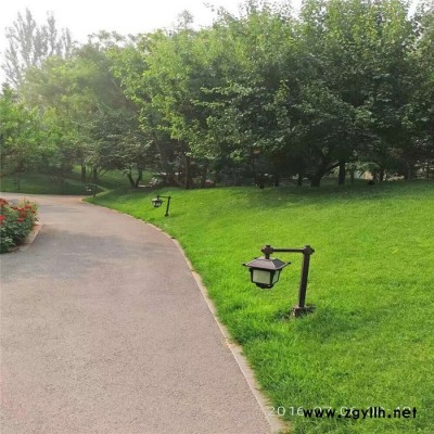 【易展草坪】常年出售北方冷季型草坪、草皮、草种绿化苗木等