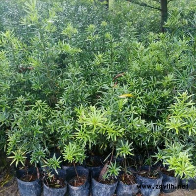 苗农在线苗圃基地批发工程绿化苗木常绿乔木罗汉松树 价格优惠