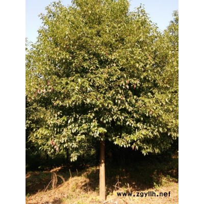 供应富湖南绿化苗木 湖北香樟;小叶香樟;樟树