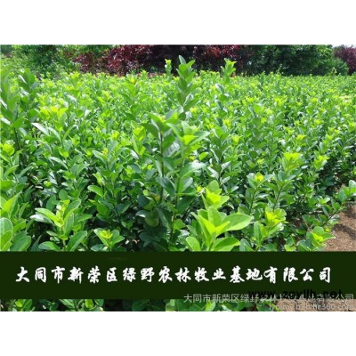 绿化苗木最常使用于城市园林绿化中如：城区绿化、住宅区绿化、公路绿化、荒山绿化、河堤绿化等。按照现代人的理解，园林不只是作