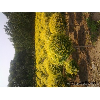 供应大元展志10089康平绿化苗木基地