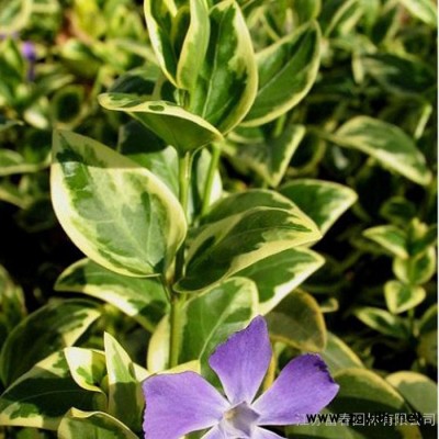 **花叶蔓长春苗 ，别称花叶常春藤，苗圃种植基地大量现货直销，价格低品种优欢迎采购批发，沭阳富春园林自产自销各类绿化苗木