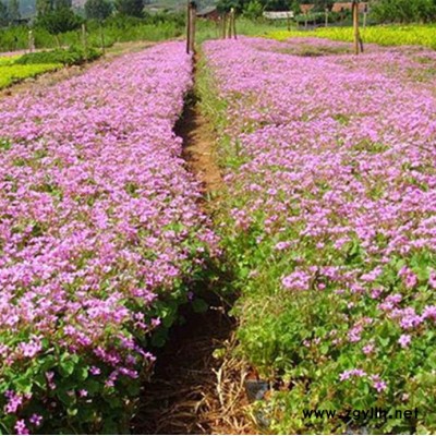 红花醡浆草，别称大花醡浆草，苗圃基地大量出售园林绿化苗木红花炸酱草绿化苗，规格全价格低成活率高，沭阳富春园林欢迎采购批发