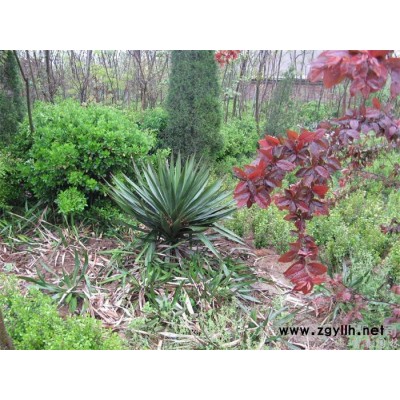 **绿化植物-剑麻，江苏沭阳富春园林是剑麻苗种植供应基地，苗圃直销多种绿化苗木，价格低品种优成活率高，欢迎前来采购批发