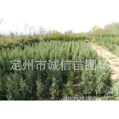 定州诚信苗圃场沙地柏塔快侧柏等常绿类苗木 绿化苗木价格 望都塔侩