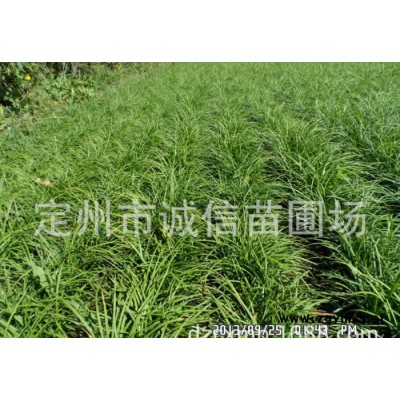 定州苗圃出售草坪系列  绿化苗木 花卉系列