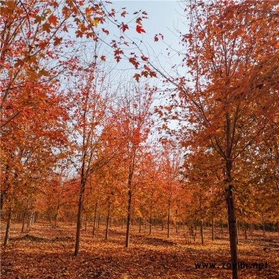 美国红枫厂家报价 出售绿化苗木红枫树苗 庭院红枫小苗