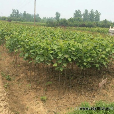 绿化苗木-**白玉兰小苗，苗圃长期大量供应出售白玉兰工程树苗，价格低规格全 长势喜人，江苏富春园林基地现货 欢迎采购批发