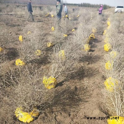 水腊球  50cm-150cm 辽宁水腊球  规格齐全 绿化苗木