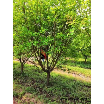 绿化苗木基地批发 5-20公分红叶黄栌 黄道栌 黄栌会 规格齐全价格合理