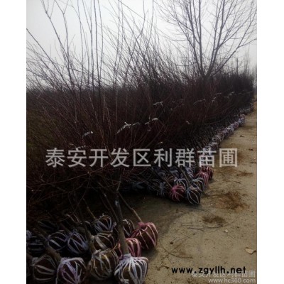 榆叶梅 榆叶梅小苗 榆叶梅树苗 大小规格榆叶梅 绿化苗木
