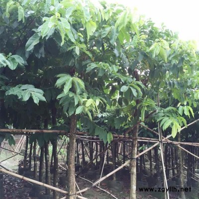苗农在线供应规格齐全大叶紫薇树价格 园林绿化苗木 痒痒花
