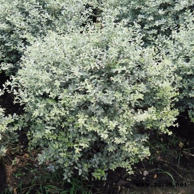供应园林绿化苗木灌木球花叶女贞价格 量大从优 苗农在线