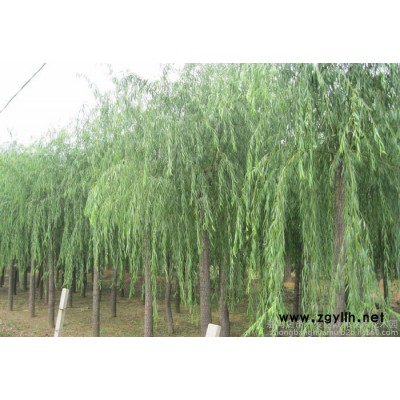 柳树批发  河南柳树  柳树种植  柳树基地  绿化苗木 苗木种植