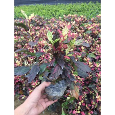 供应红叶石楠袋苗等绿化苗木袋苗  福建产地直销