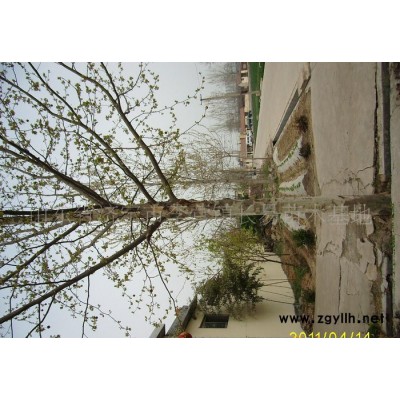 **造型法桐 速生法桐 法桐小苗 及绿化苗木